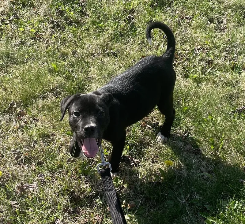 A baby medium-sized male Tricolor (Brown, Black, & White) Boxer dog named Roan for adoption in Pottstown, PA