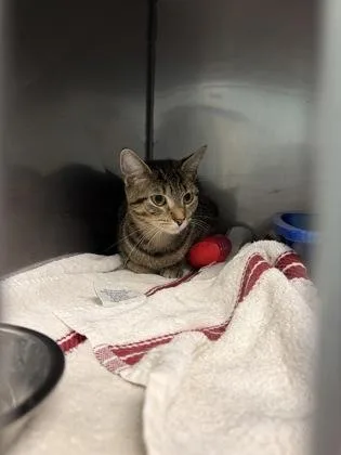 An adult medium-sized female Domestic Short Hair cat named Gladys for adoption in Fishers, IN
