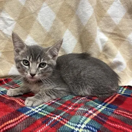 A baby small-sized male Gray / Blue / Silver Domestic Short Hair cat named Dostwall for adoption in Long Beach, CA