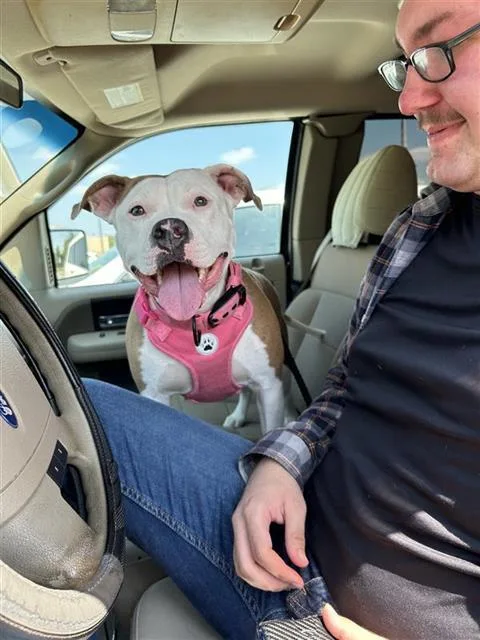 A young large-sized female American Staffordshire Terrier dog named Sunshine for adoption in San Antonio, TX