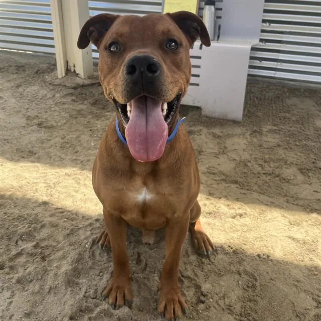 A young large-sized male Pit Bull Terrier dog named Bandit for adoption in Thousand Palms, CA