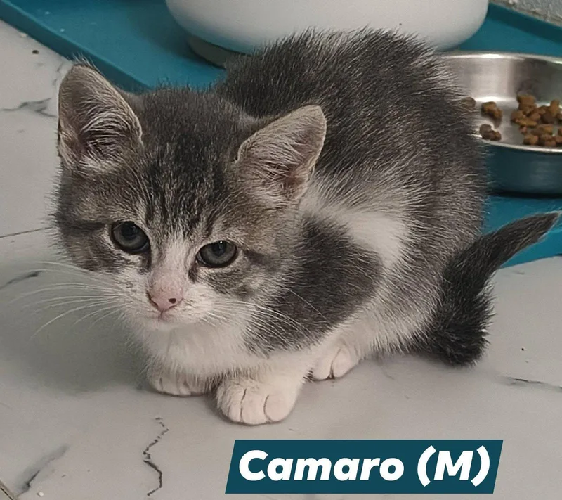 A baby medium-sized male Domestic Short Hair cat named Camaro for adoption in Saugerties, NY