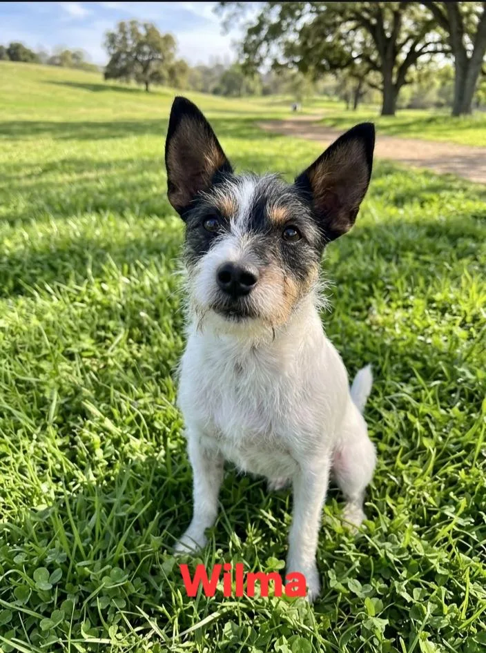 A baby small-sized female Terrier dog named Wilma for adoption in New Port Richey, FL