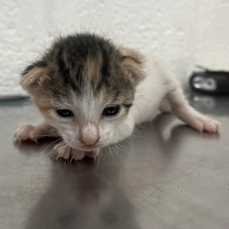 A baby small-sized female White Domestic Short Hair cat named Chocoflan for adoption in Leander, TX