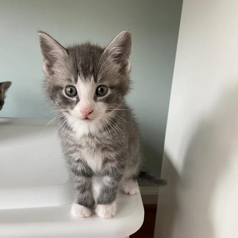 A baby small-sized male Gray / Blue / Silver Domestic Medium Hair cat named Richard for adoption in Fairfax Station, VA