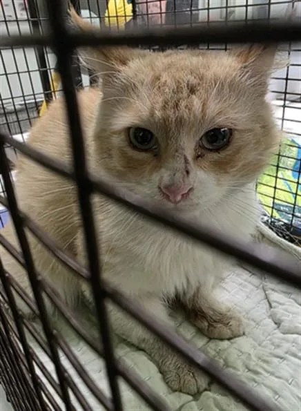 An adult medium-sized male Domestic Short Hair cat named Red for adoption in Los Angeles, CA
