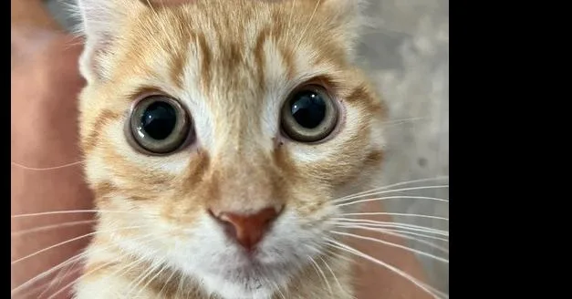 A baby small-sized male Tabby (Orange / Red) Domestic Short Hair cat named Aristotle for adoption in Anoka, MN