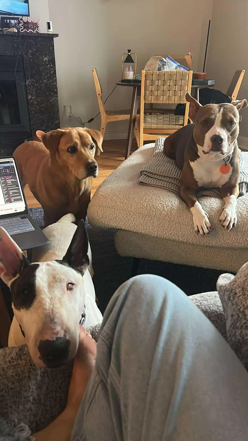 An adult large-sized female Bull Terrier dog named Aug Penelope One Eye for adoption in New York, NY