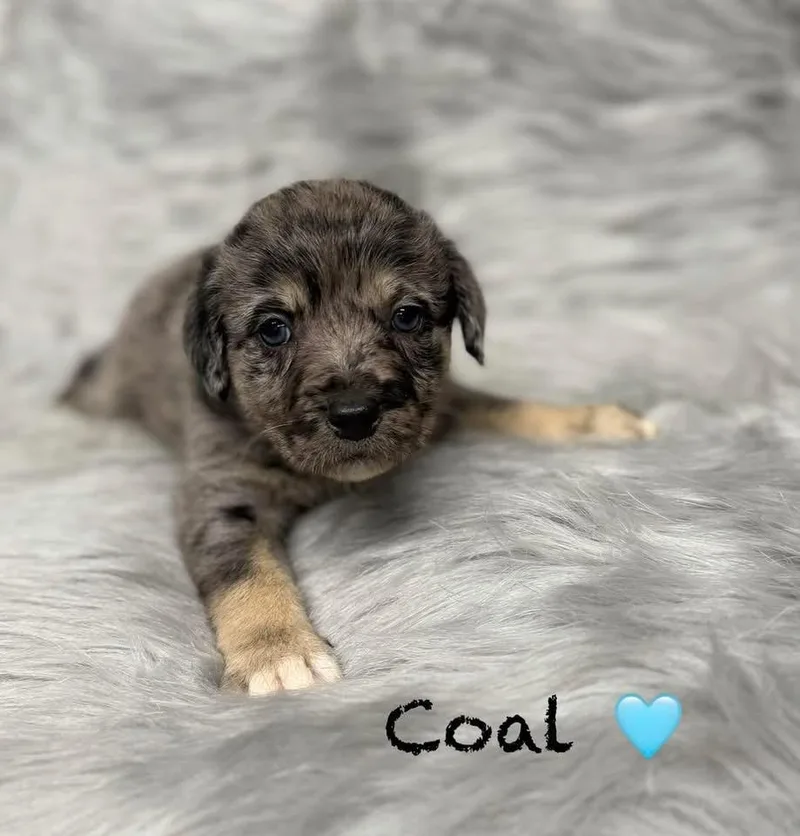 Coal