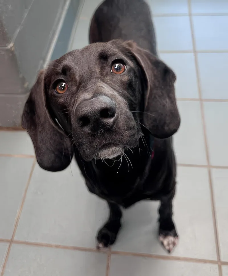 A young medium-sized female Black Mixed Breed dog named Birdie for adoption in Nashville, TN