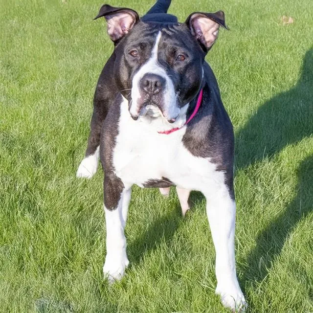 An adult large-sized female Pit Bull Terrier dog named Eudora for adoption in St. Louis, MO