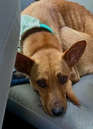A young medium-sized female Yellow / Tan / Blond / Fawn Mixed Breed dog named Carmine for adoption in Raleigh, NC