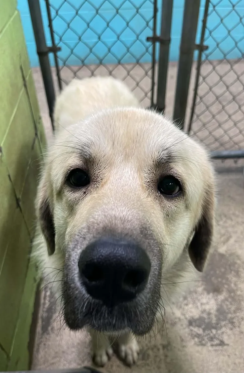 An adult extra large-sized male Apricot / Beige Great Pyrenees dog named Wilfred for adoption in Fort Payne, AL