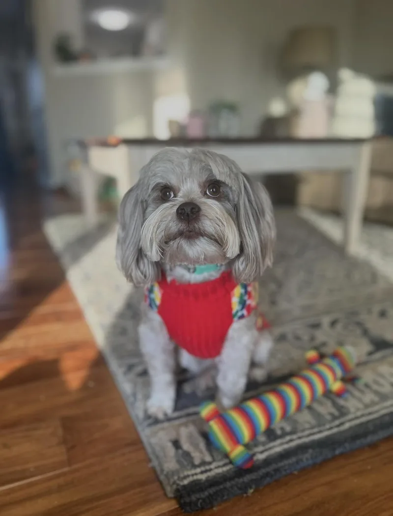 An adult small-sized male Havanese dog named Max for adoption in Waldorf, MD