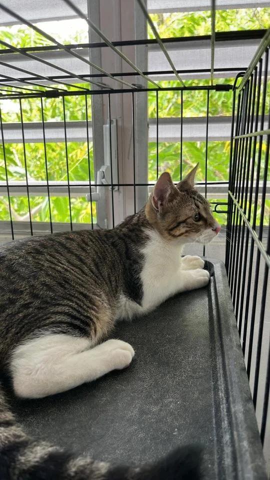 A baby medium-sized male Siamese cat named Nico for adoption in Rincon, PR
