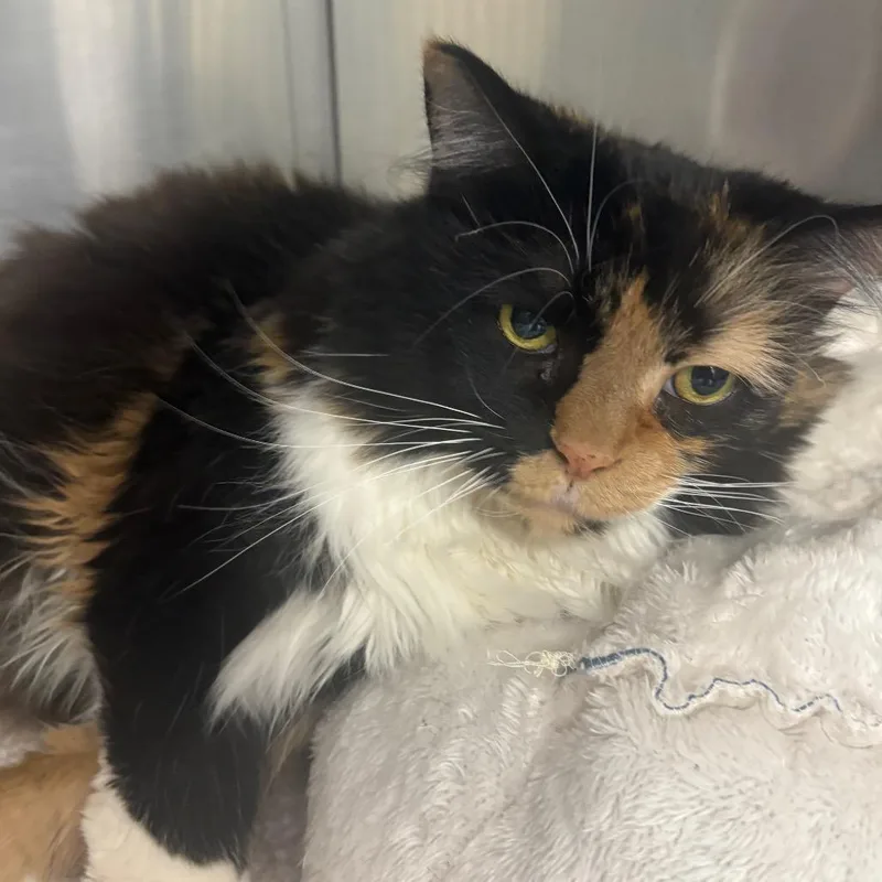 A senior extra large-sized female Black Domestic Long Hair cat named Penny for adoption in Brockton, MA