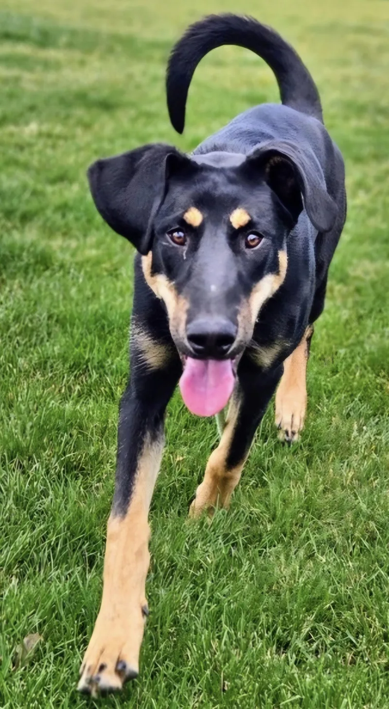 Hugo
