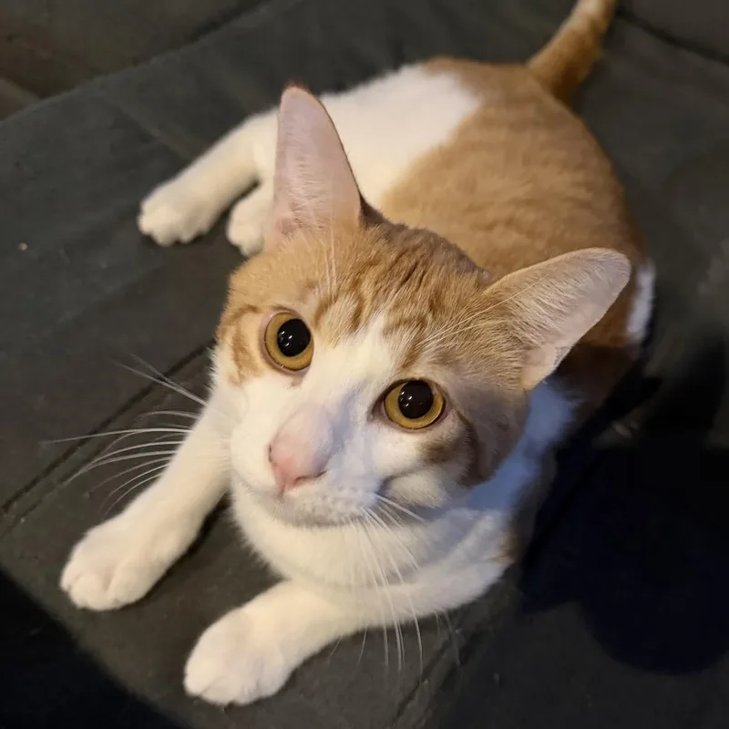 Mogwai
