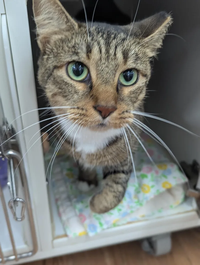 An adult large-sized female Tabby (Brown / Chocolate) Domestic Short Hair cat named Hopi for adoption in Mount Vernon, OH