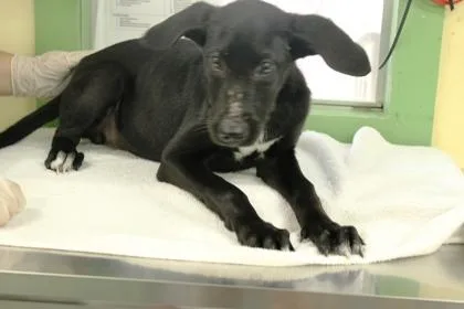 A baby large-sized female Labrador Retriever dog named Cruella for adoption in Picayune, MS