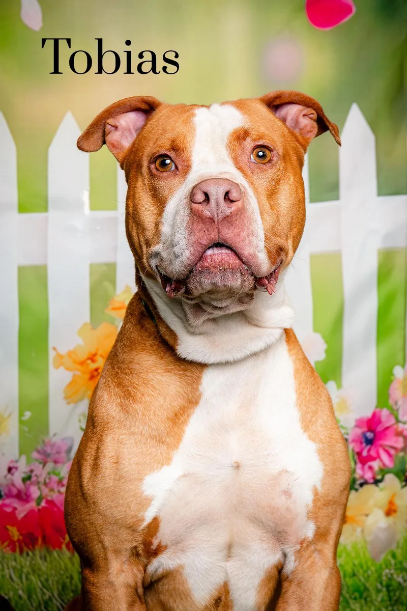 Tobias thumbnail 4