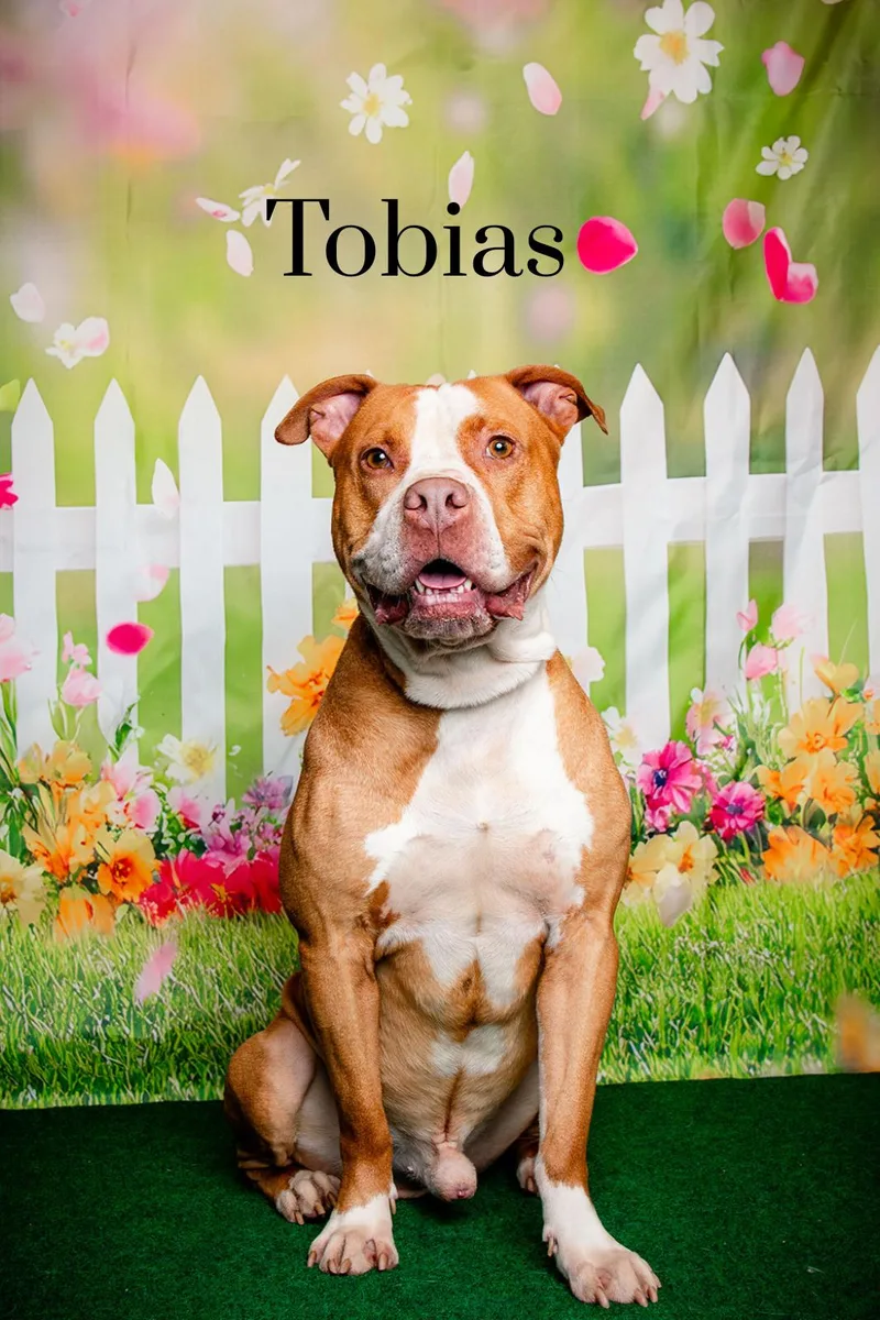A young medium-sized male Golden Pit Bull Terrier dog named Tobias for adoption in Oak Ridge, TN