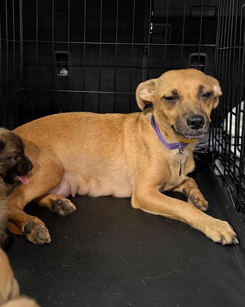 A young small-sized female Chihuahua dog named Evee for adoption in Reno, NV