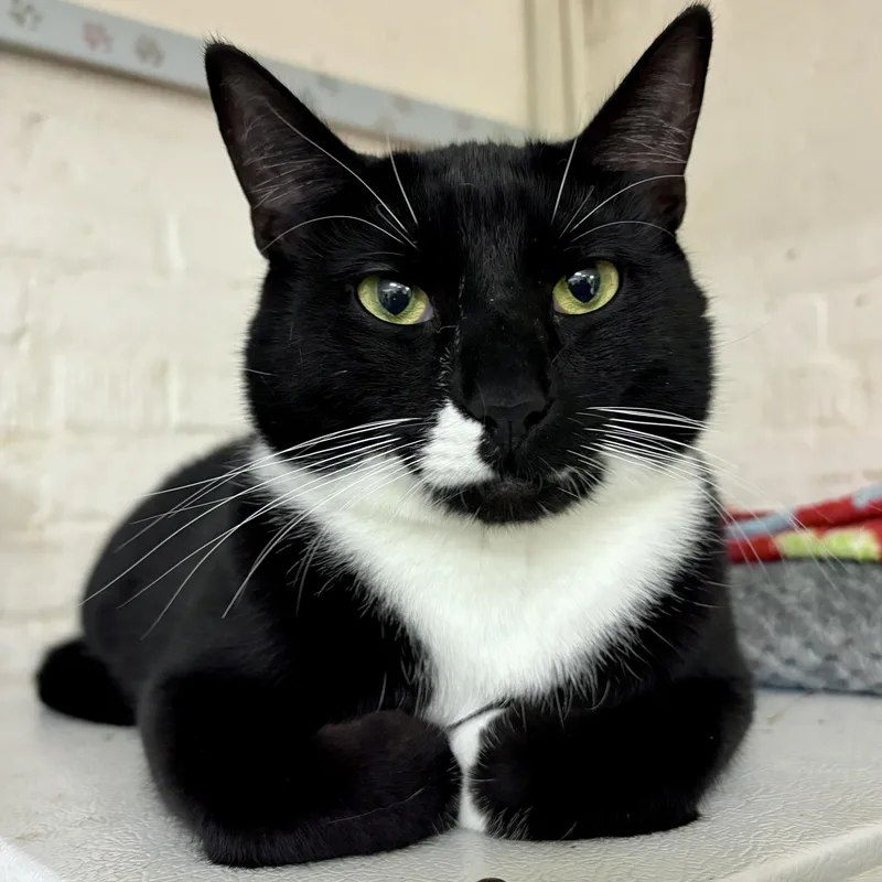 A young medium-sized male Black & White / Tuxedo Domestic Short Hair cat named Oden for adoption in Beacon, NY