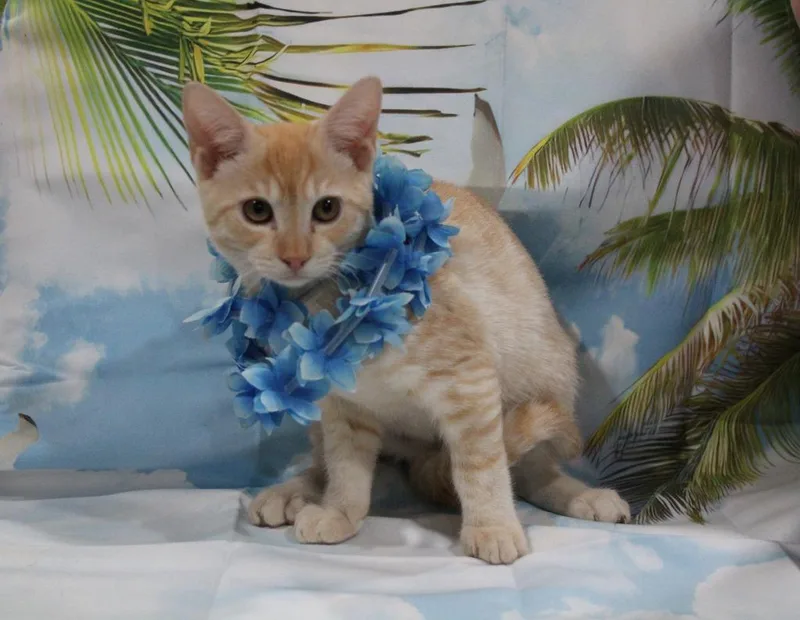 A baby medium-sized male Domestic Short Hair cat named Lihue for adoption in Vacaville, CA