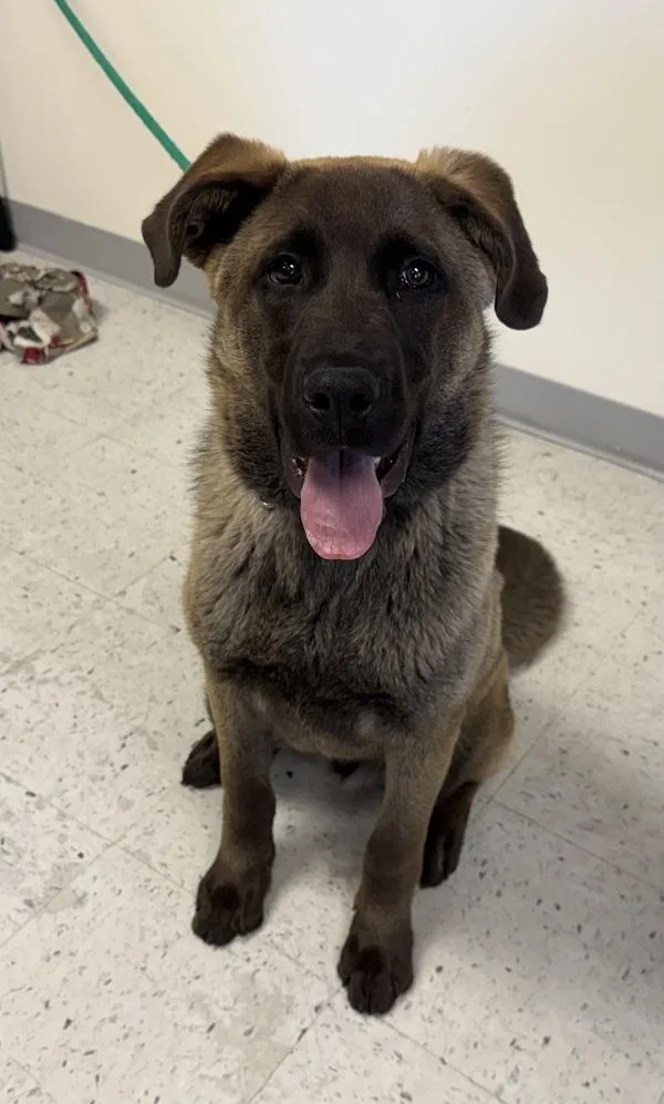 A young large-sized male Anatolian Shepherd dog named Shadow for adoption in Salt Lake City, UT