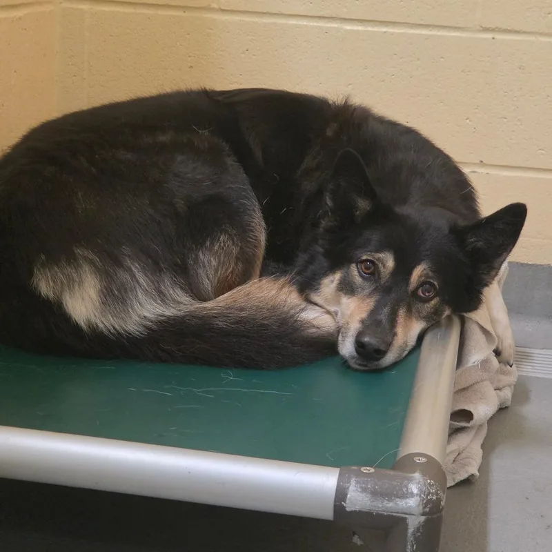 An adult large-sized female Brown / Chocolate German Shepherd Dog dog named Rhenny for adoption in Tacoma, WA