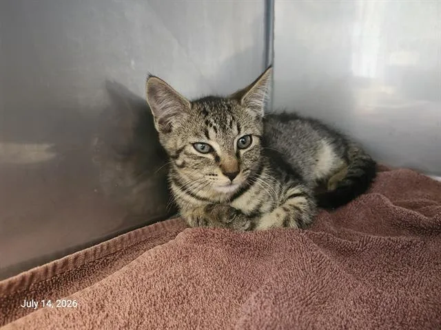 A baby small-sized male Domestic Short Hair cat named Spearmint for adoption in Santa Cruz, CA