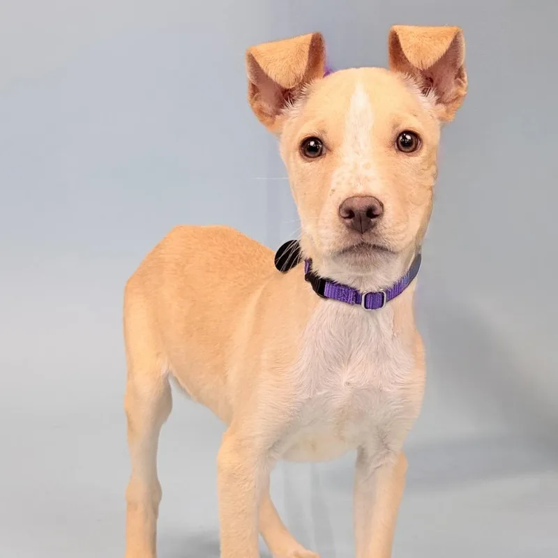 A baby medium-sized male White / Cream Cattle Dog dog named Snap for adoption in Portland, OR