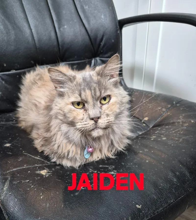 Jaiden