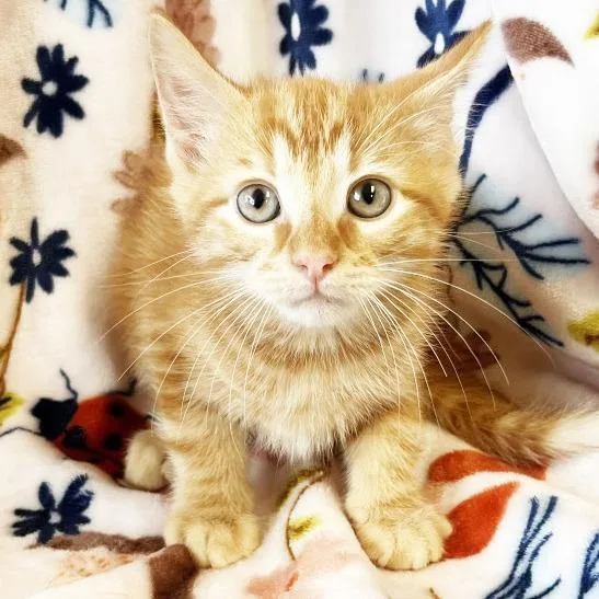 A baby small-sized male Orange / Red Domestic Short Hair cat named Brewski for adoption in Mount Juliet, TN