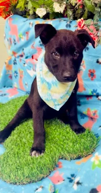 A baby medium-sized female Black German Shepherd Dog dog named Jasmine for adoption in Visalia, CA