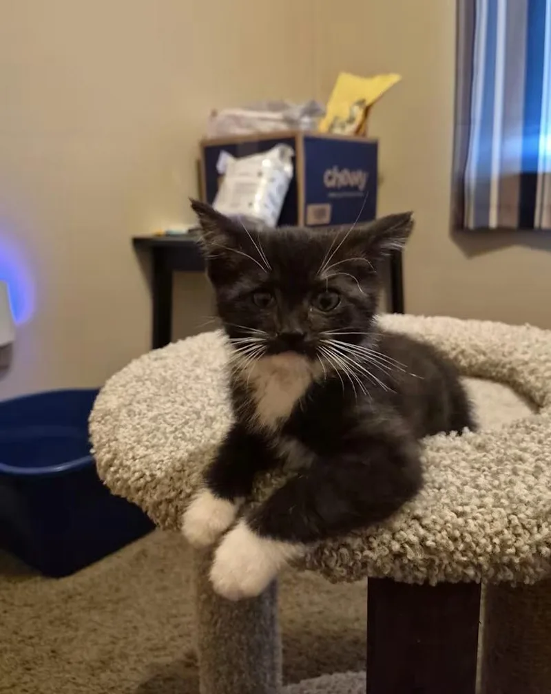 A baby medium-sized male Black & White / Tuxedo Domestic Short Hair cat named Pinky for adoption in Findlay, OH