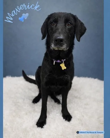 Maverick thumbnail 2