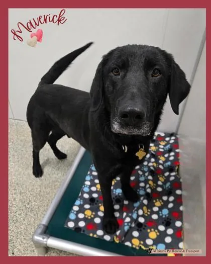 Maverick thumbnail 3