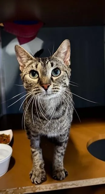 Skye Bear thumbnail 2