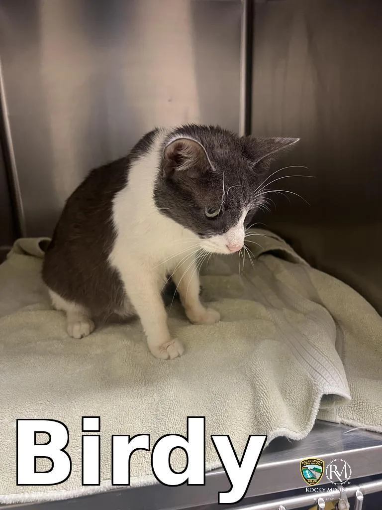 A young medium-sized female Domestic Short Hair cat named Birdy for adoption in Rocky Mount, NC
