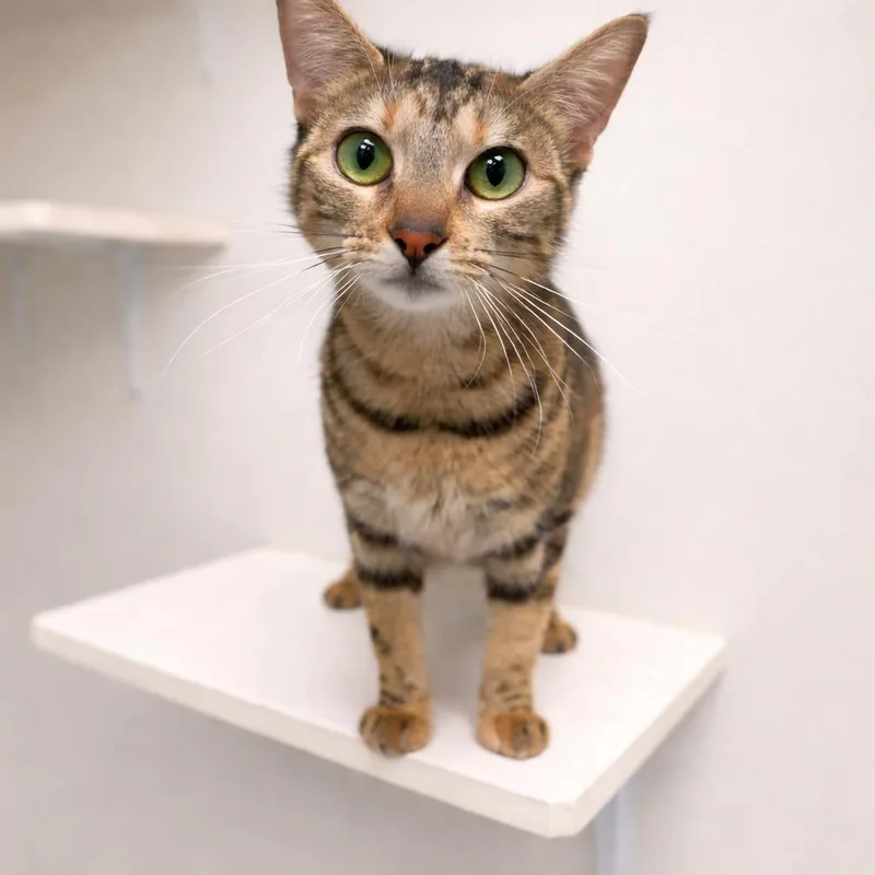 A young medium-sized female Torbie cat named Dora for adoption in Raleigh, NC