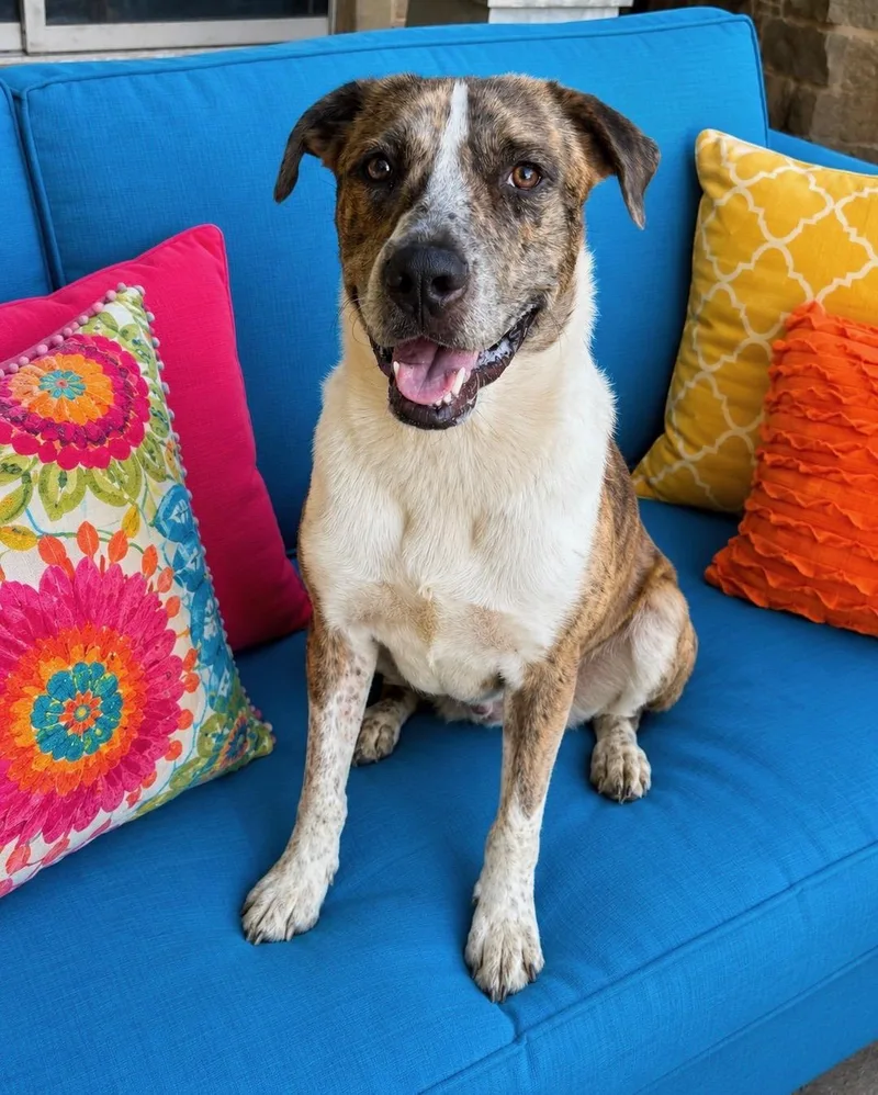 A young large-sized male Catahoula Leopard Dog dog named Chance for adoption in Lavon, TX