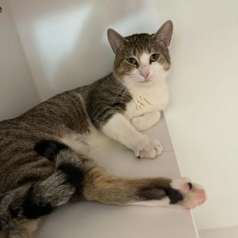 A young medium-sized male American Shorthair cat named Stuie for adoption in Danbury, CT