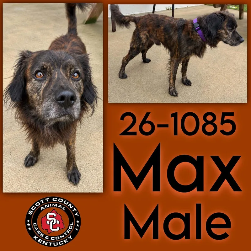 An adult medium-sized male Flat-Coated Retriever dog named Max for adoption in Georgetown, KY