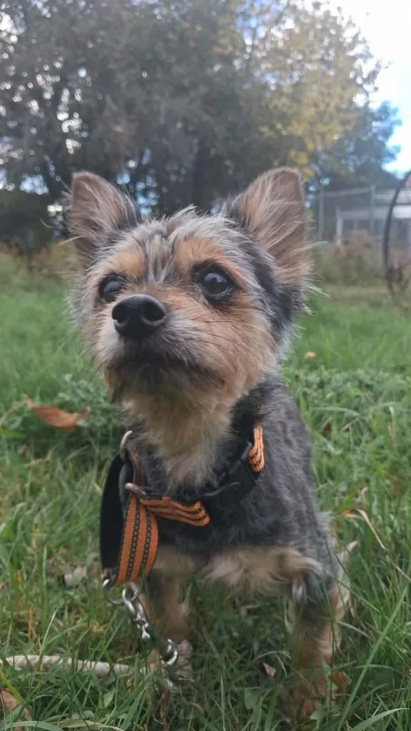 A senior small-sized male Yorkshire Terrier dog named Maxx for adoption in Gorham, ME