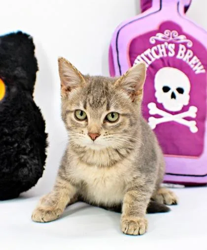 A baby small-sized female Domestic Short Hair cat named Raina for adoption in Morton Grove, IL