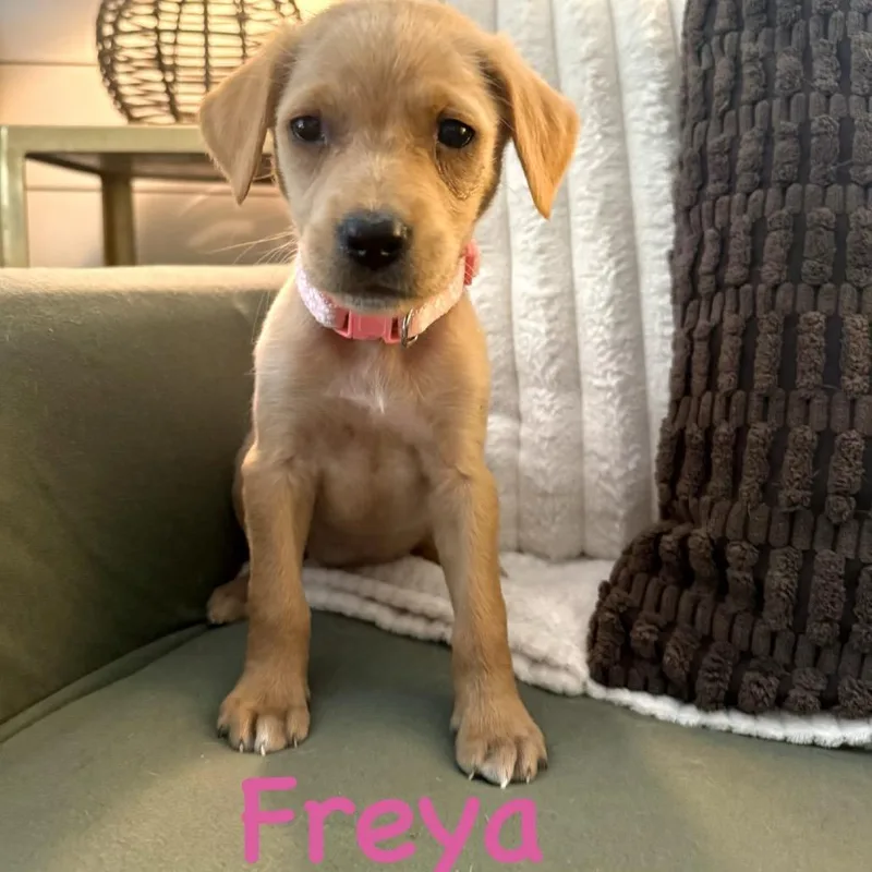 Freya