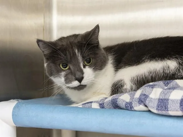 A young small-sized female Domestic Long Hair cat named Domino for adoption in Phoenix, AZ