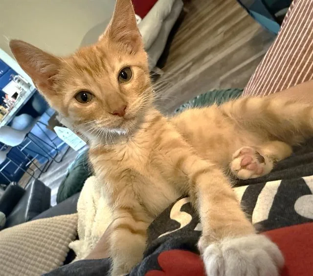 A baby small-sized male Domestic Short Hair cat named Oliver for adoption in Sacramento, CA